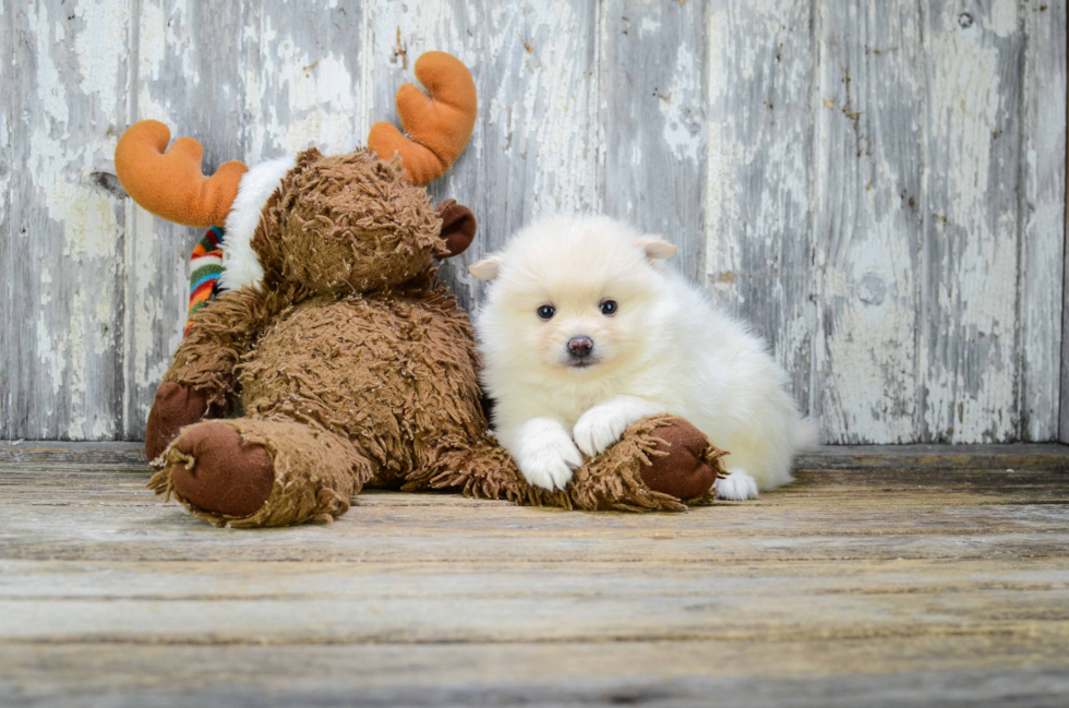 Hypoallergenic Pomeranian Purebred Pup