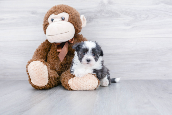 Havanese Pup Being Cute