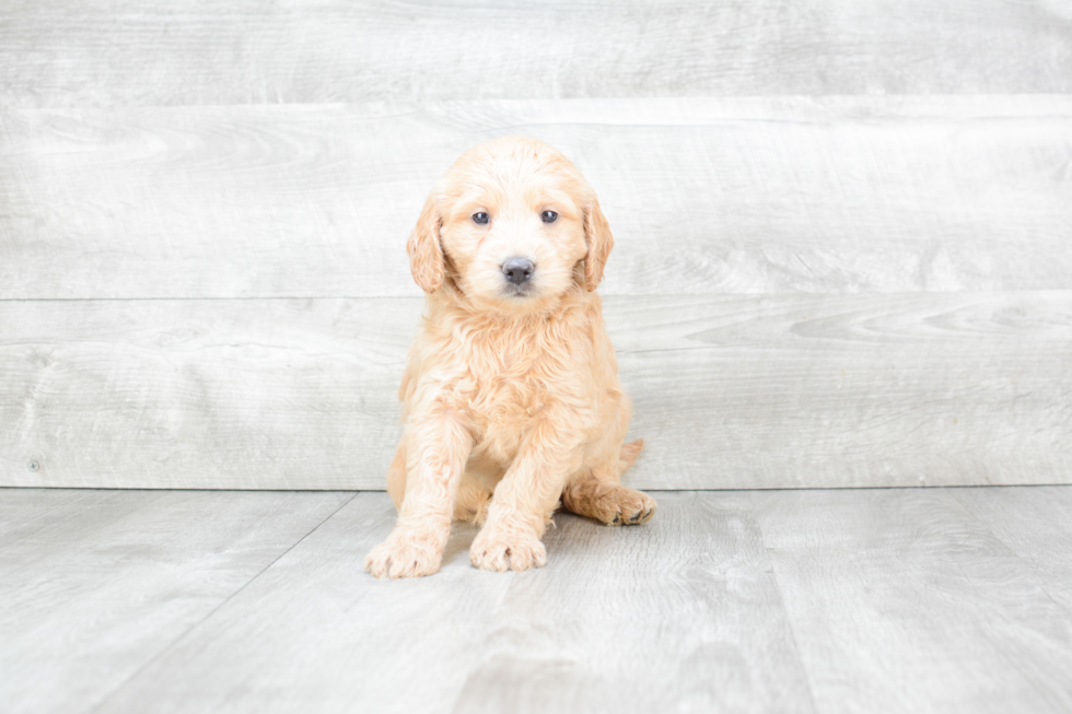 Mini Goldendoodle Pup Being Cute