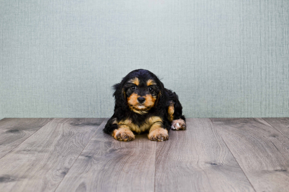 Best Cavapoo Baby