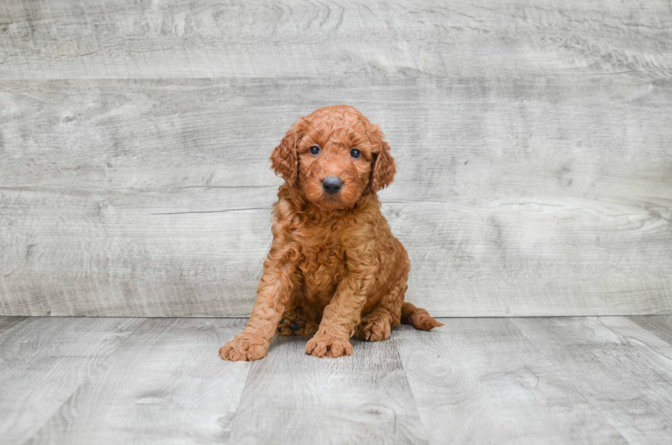 Mini Goldendoodle Puppy for Adoption