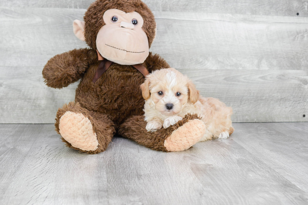 Best Maltipoo Baby