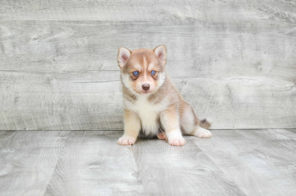 Best Pomsky Baby