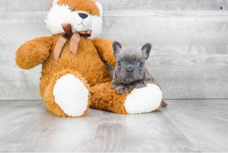 Hypoallergenic French Bulldog Purebred Pup