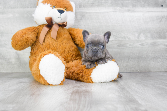 Hypoallergenic French Bulldog Purebred Pup