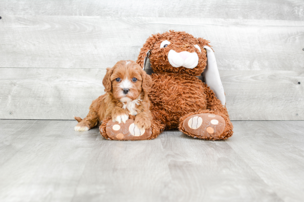 Energetic Cavoodle Poodle Mix Puppy