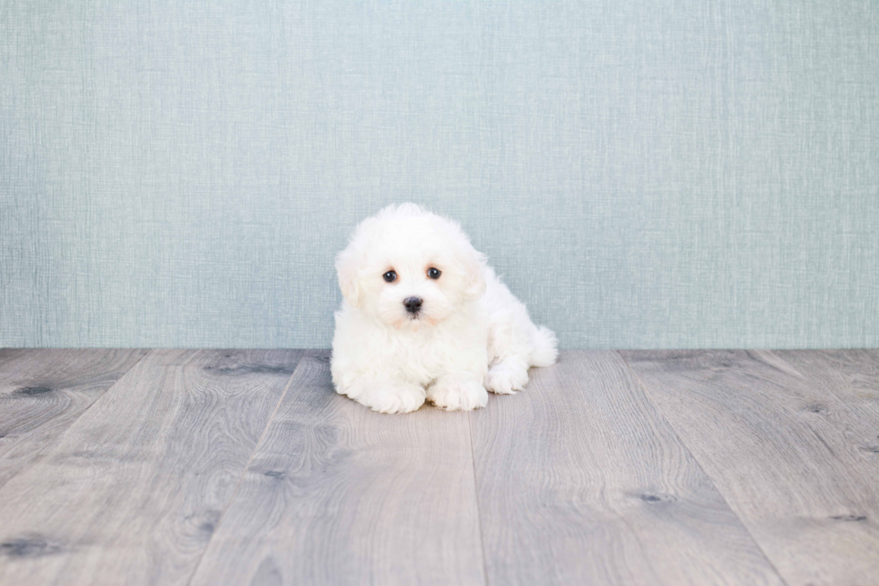 Maltipoo Puppy for Adoption