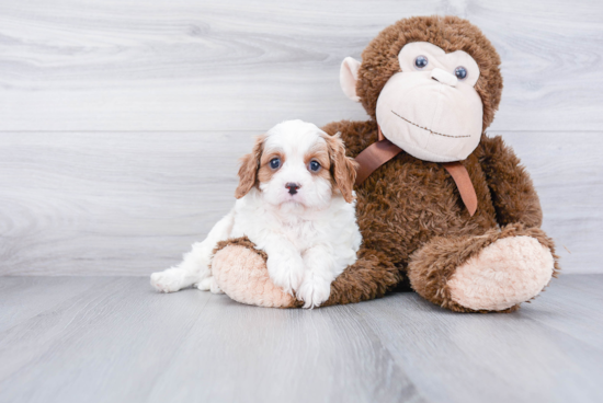 Popular Cavapoo Poodle Mix Pup