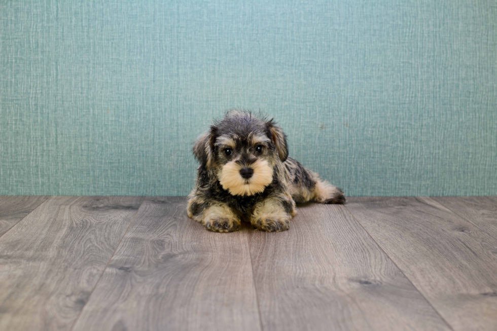 Cute Mini Schnauzer Baby