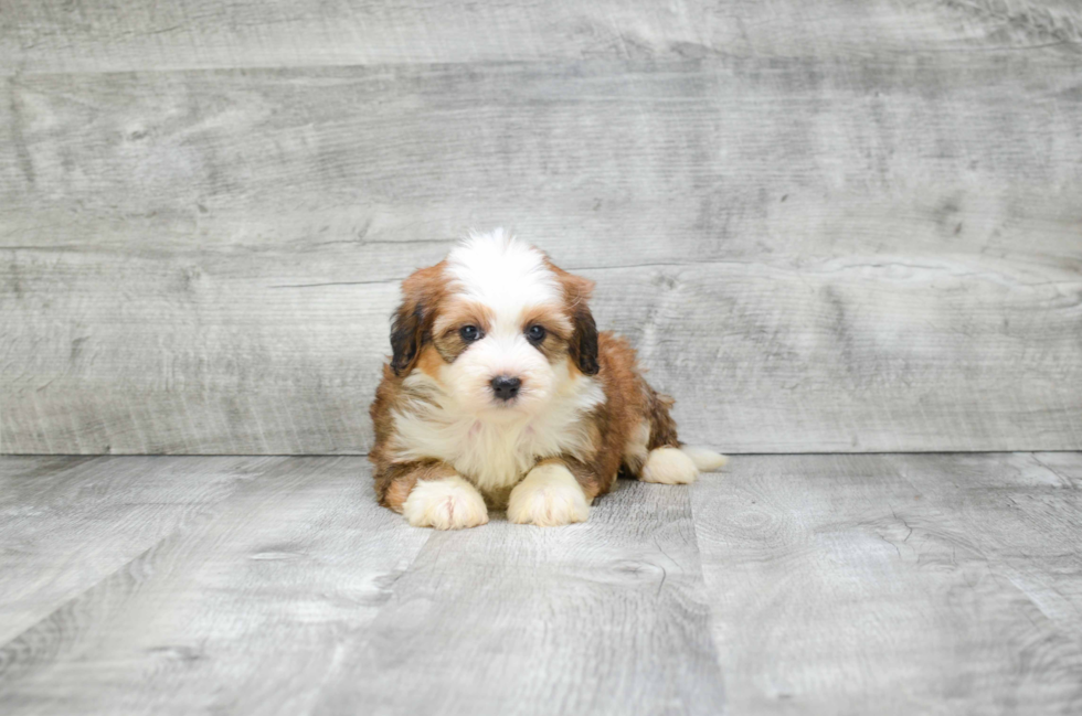 Fluffy Mini Bernedoodle Poodle Mix Pup