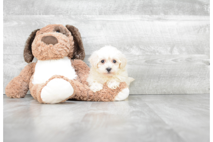 Sweet Maltipoo Baby