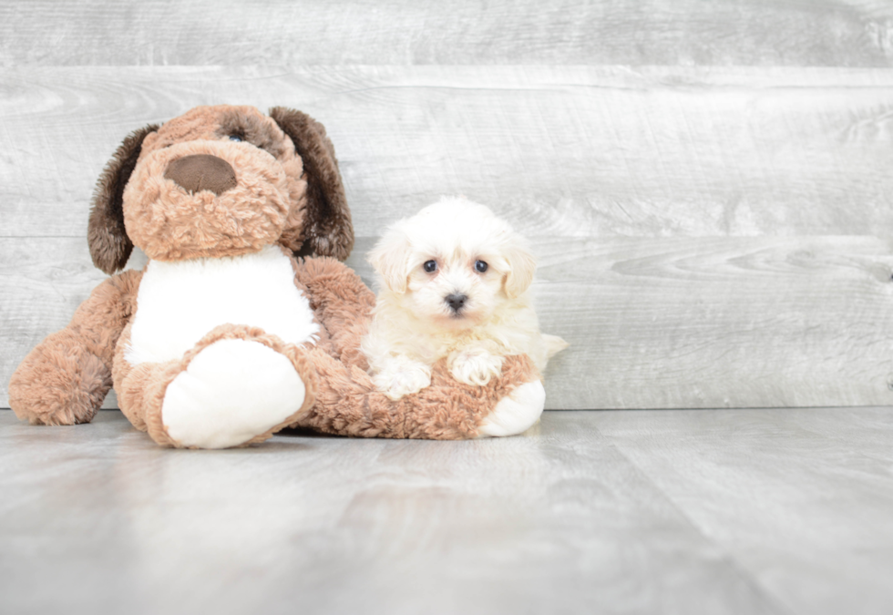 Sweet Maltipoo Baby