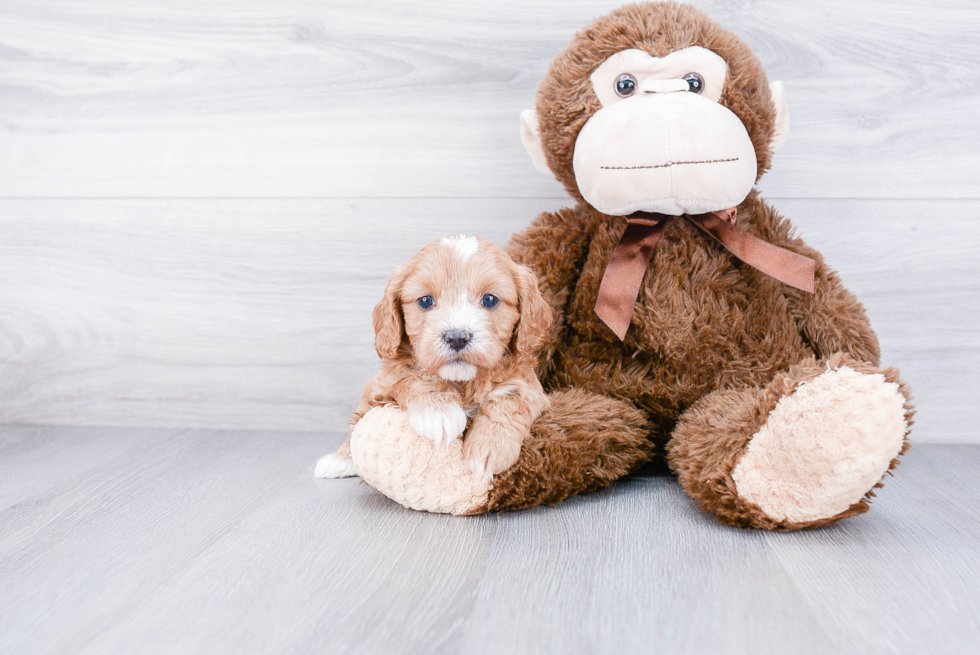 Playful Cavoodle Poodle Mix Puppy