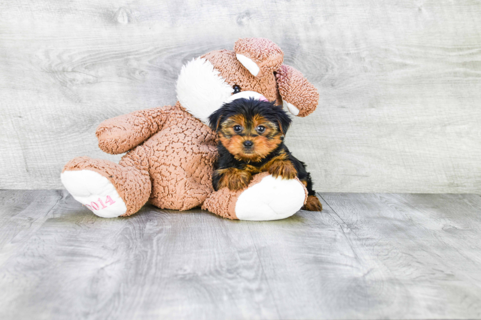 Meet Avery - our Yorkshire Terrier Puppy Photo 