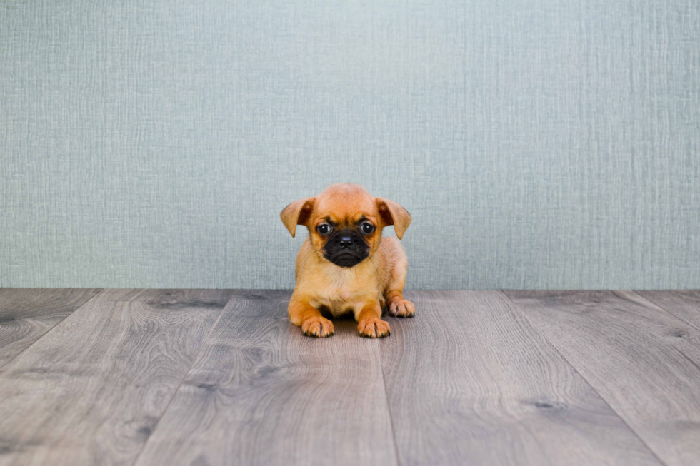 Cute Brussels Griffon Mix Pup