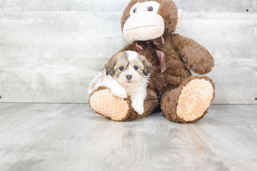 Happy Teddy Bear Baby