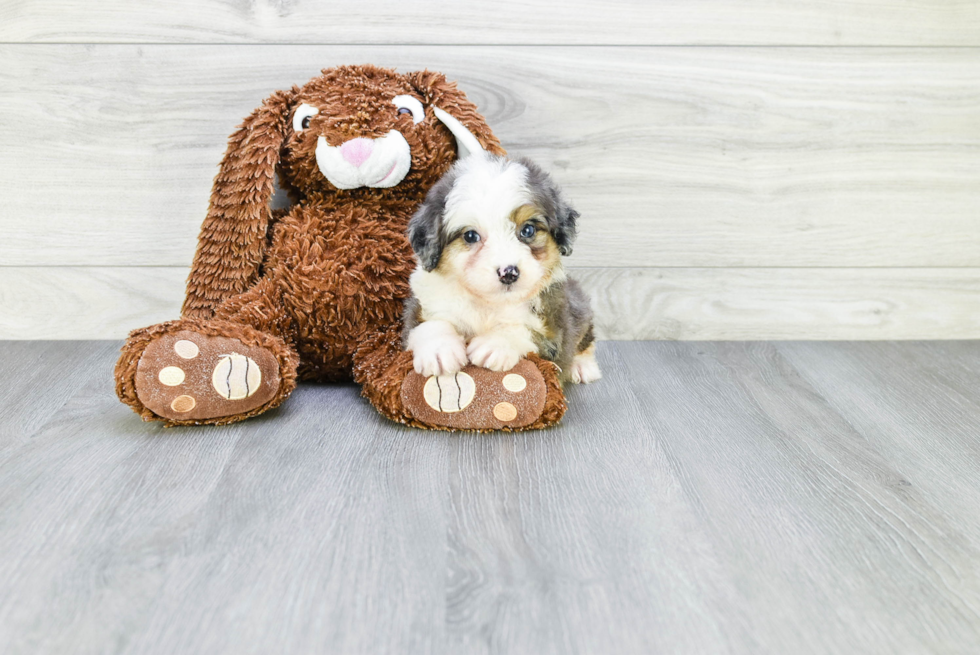 Mini Aussiedoodle Puppy for Adoption