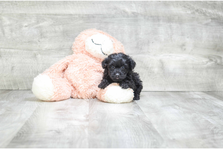 Smart Yorkie Poo Poodle Mix Pup