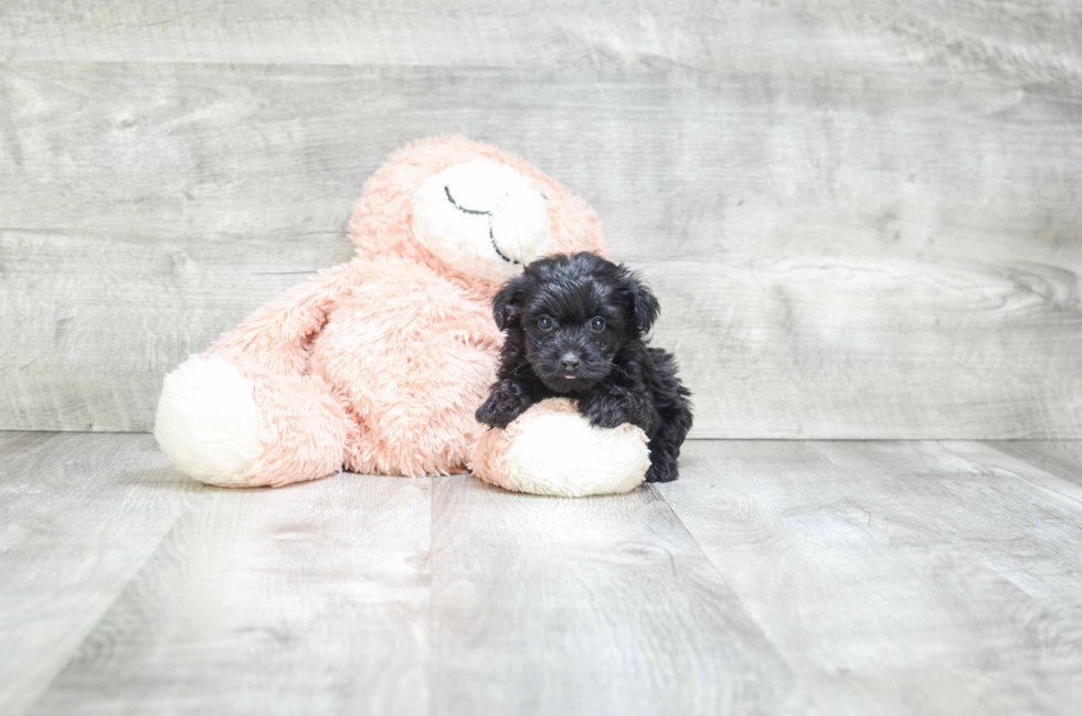 Smart Yorkie Poo Poodle Mix Pup