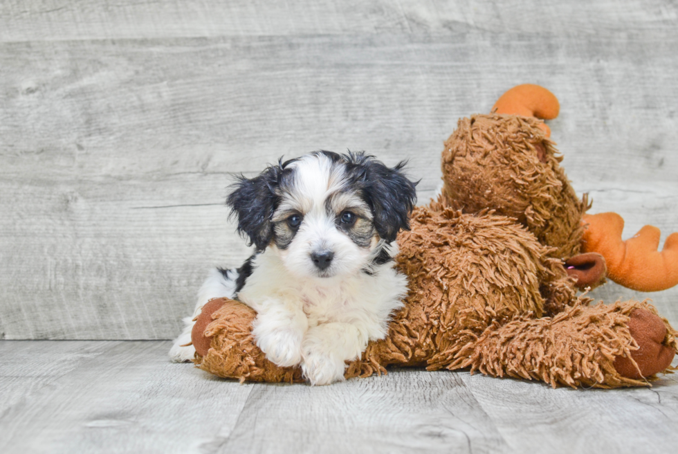 Best Morkie Baby