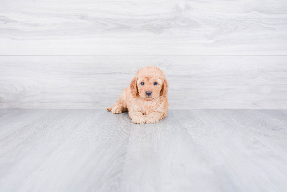 Mini Goldendoodle Pup Being Cute