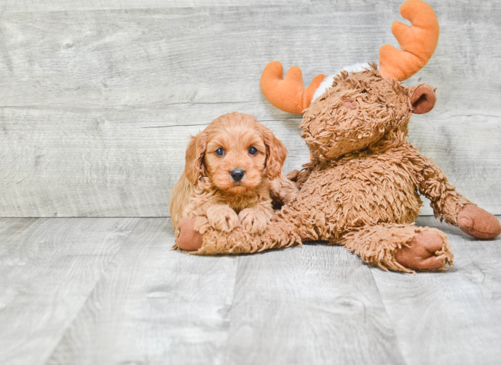 Sweet Cavapoo Baby