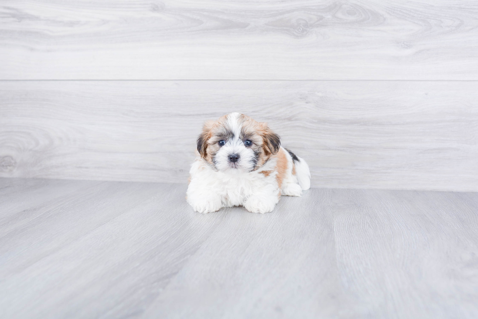 Teddy Bear Pup Being Cute