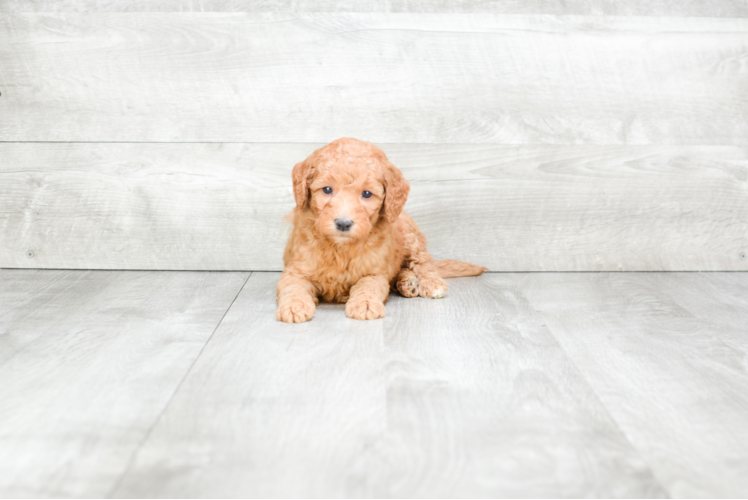 Best Mini Goldendoodle Baby