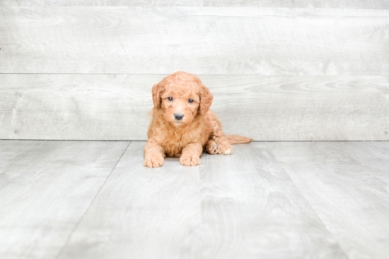 Best Mini Goldendoodle Baby