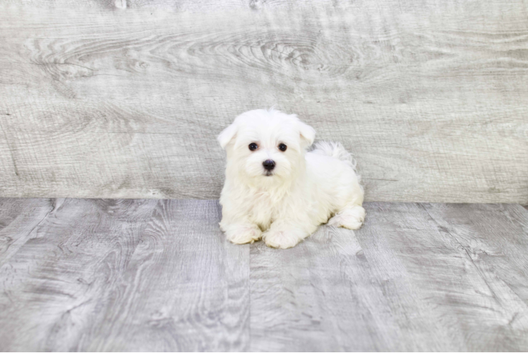 Maltese Puppy for Adoption