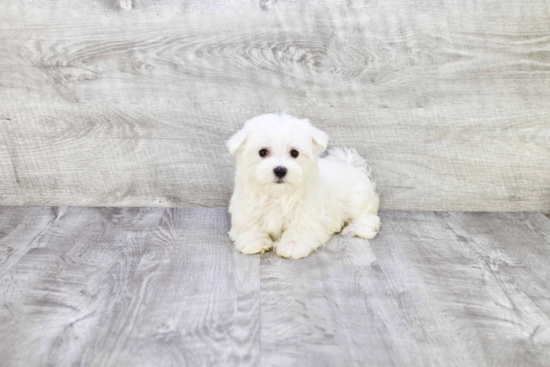 Maltese Puppy for Adoption