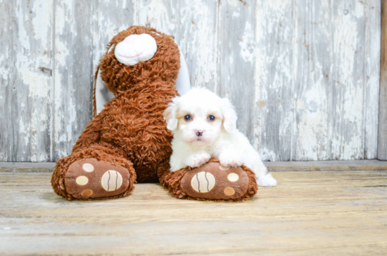 Small Cavachon Baby