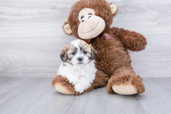 Teddy Bear Pup Being Cute