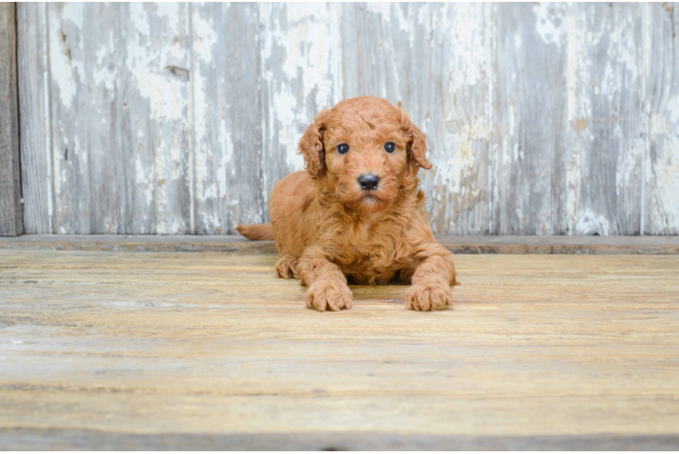 Hypoallergenic Golden Retriever Poodle Mix Puppy