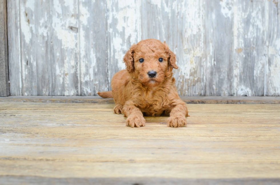 Hypoallergenic Golden Retriever Poodle Mix Puppy