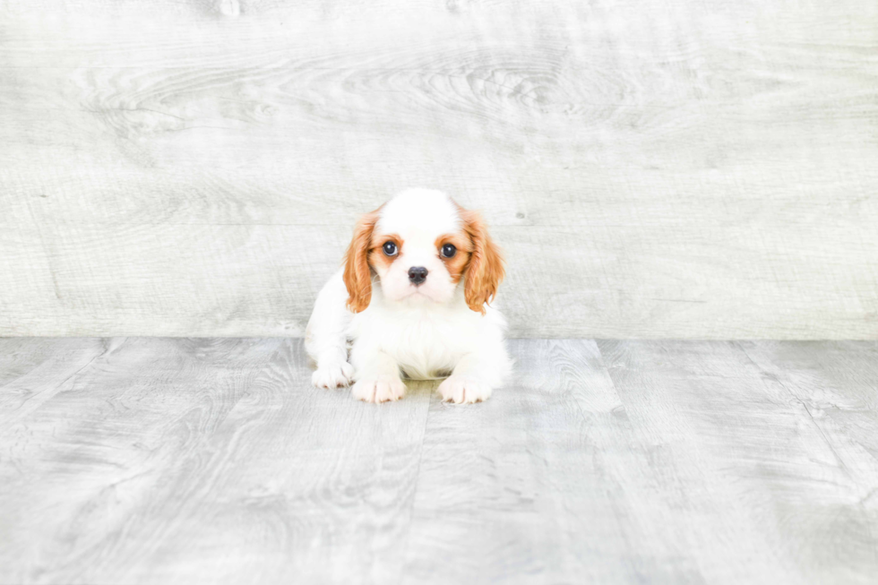 Best Cavalier King Charles Spaniel Baby