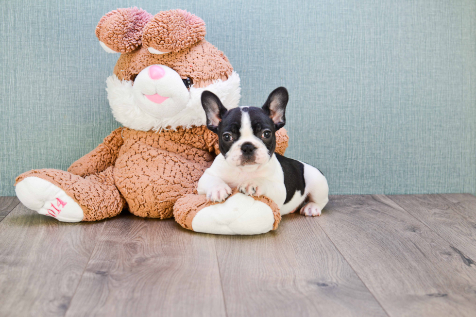 French Bulldog Puppy for Adoption