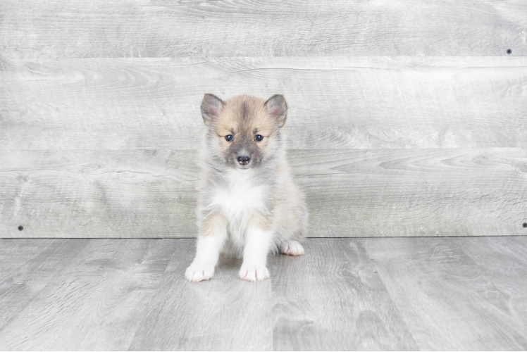 Pomsky Pup Being Cute