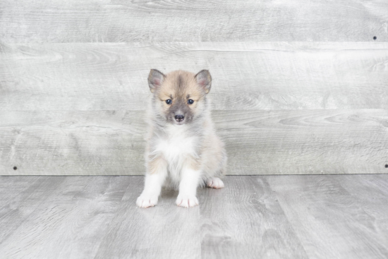 Pomsky Pup Being Cute