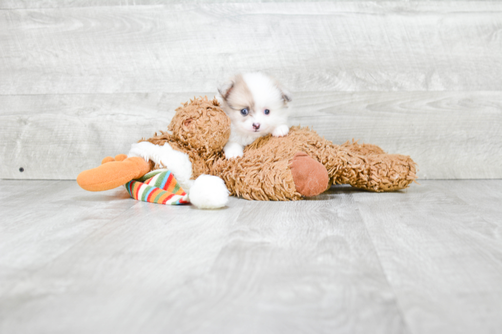 Hypoallergenic Pomeranian Baby