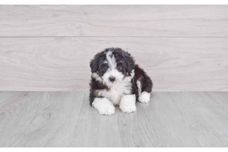 Best Mini Aussiedoodle Baby