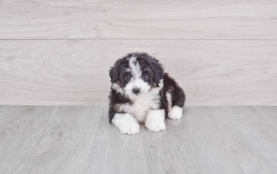 Best Mini Aussiedoodle Baby