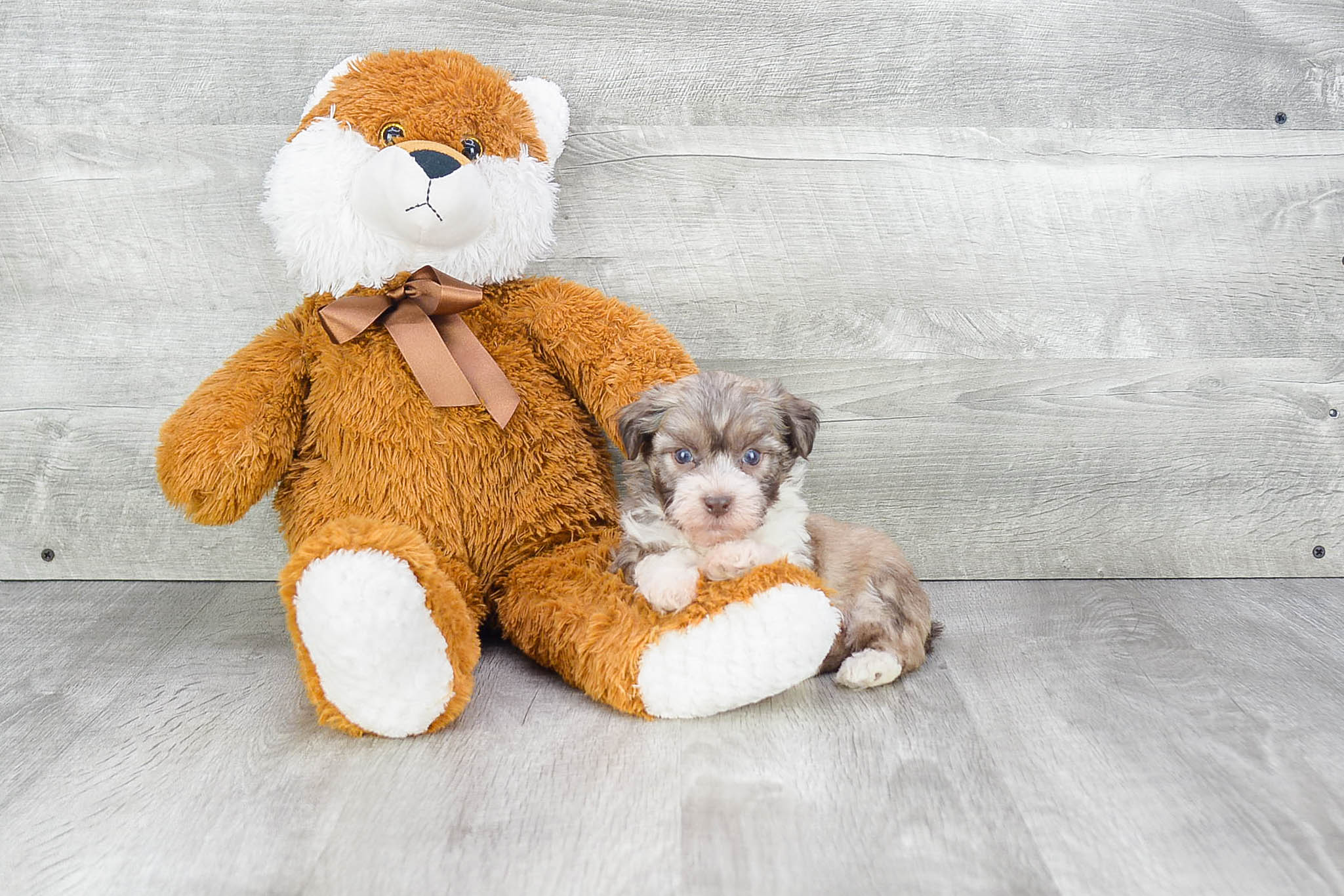 Best Havanese Baby
