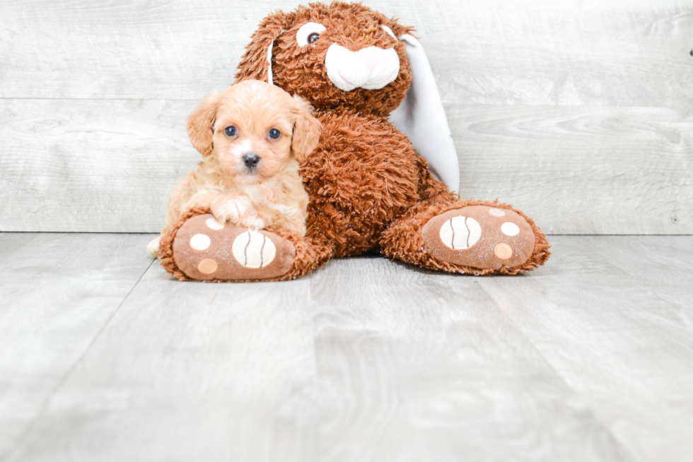 Petite Cavapoo Poodle Mix Pup