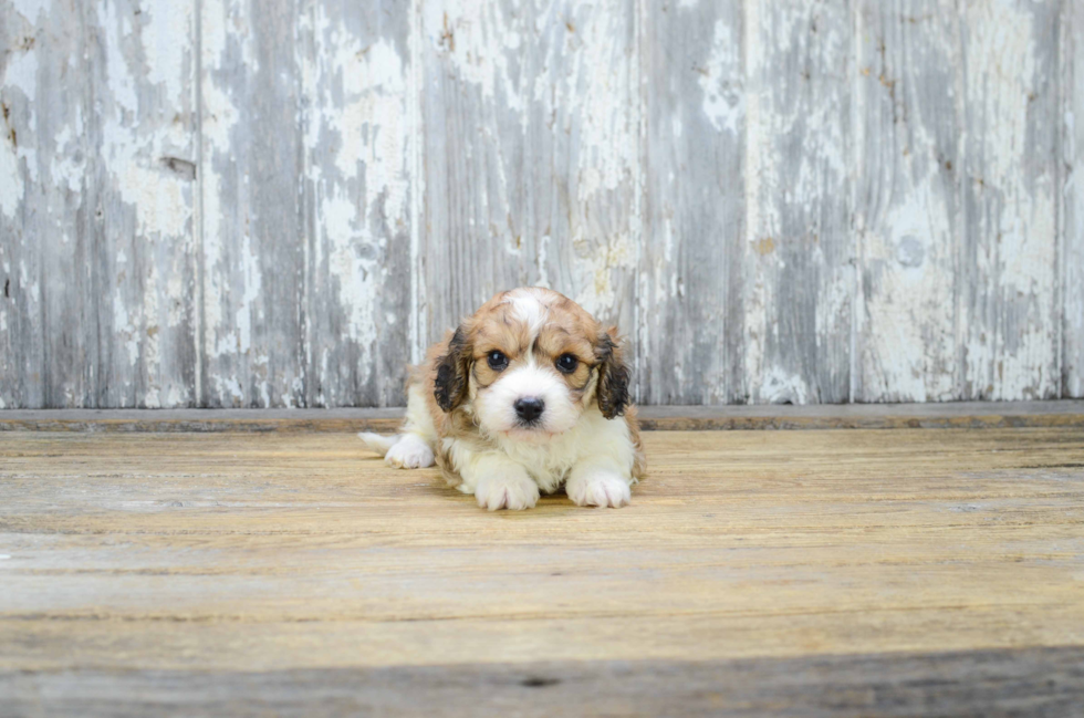 Adorable Cavalier Designer Puppy