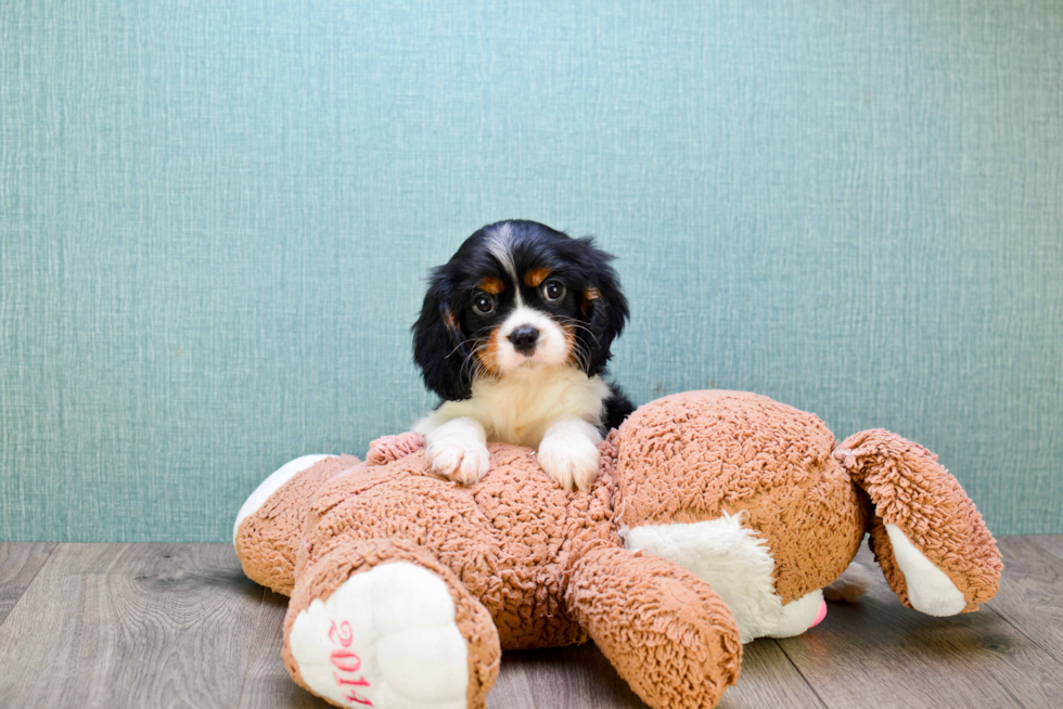 Akc Registered Cavalier King Charles Spaniel Purebred Pup