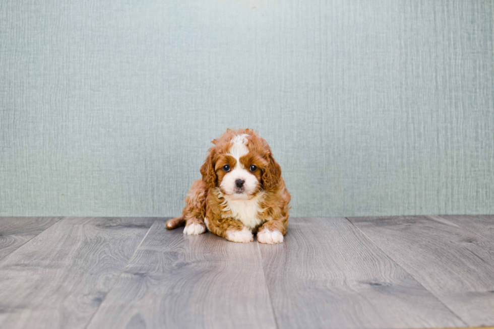 Cavapoo Puppy for Adoption