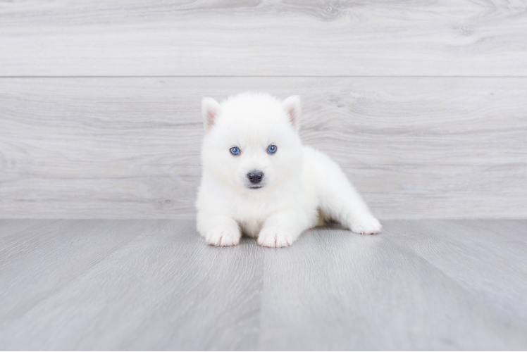 Petite Pomsky Designer Pup