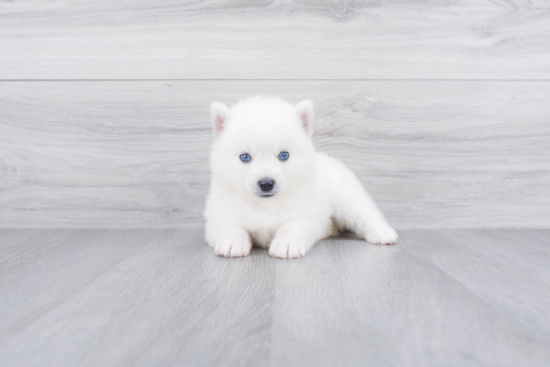 Petite Pomsky Designer Pup