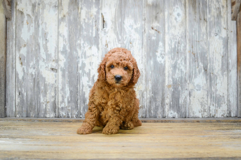 Popular Mini Goldendoodle Poodle Mix Pup